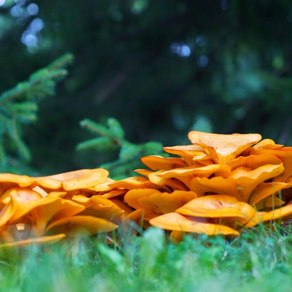 Meet your Posher, Jesica